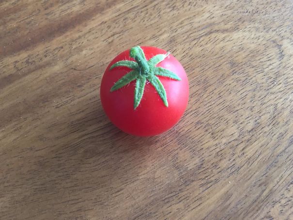 My Tomato Plant Only Produced One Tomato This Year. But It Is Picture Perfect
