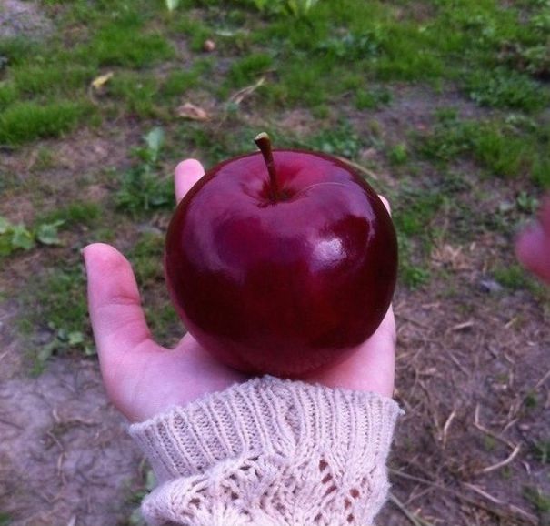 The Perfect Apple