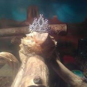 dragonofsilver29 avatar