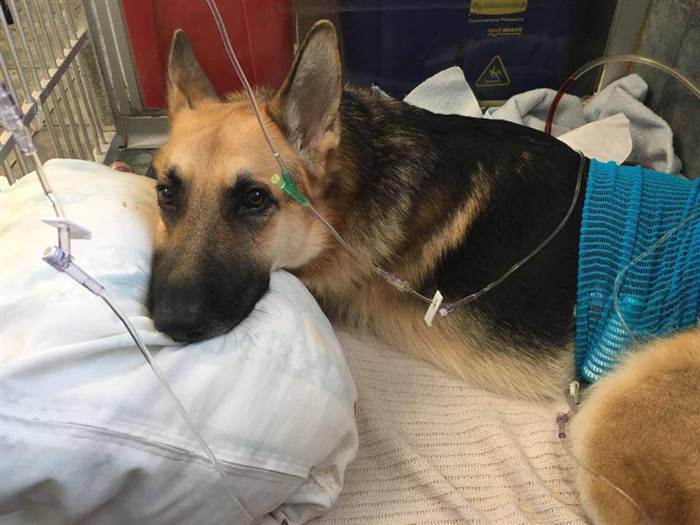 Hero Dog Recovering From Rattlesnake Bites After Saving Girl And Grandma