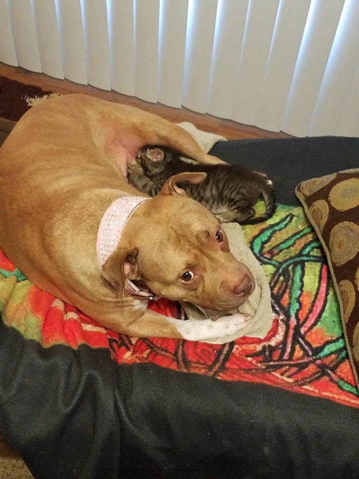 I Walked In To See My Pitbull, Akasha, Who Has Never Had Puppies, Is Now Nursing A 4 Week Old Feral Kitten I Saved.. Nature Is Amazing