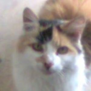 debbie_patrick avatar