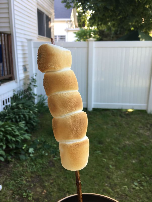 Toasted Marshmallows On A Maple Branch