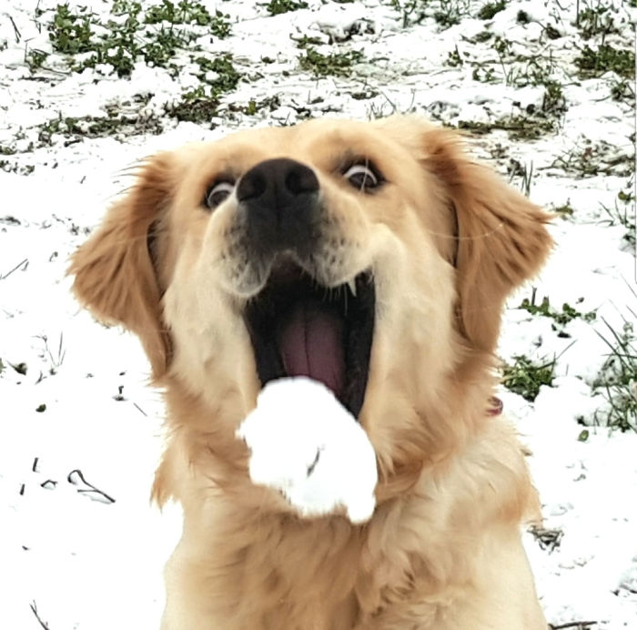 Perfectly Timed Shot For Bruno's First Snowball. He Loves Ice Cubes So This Was Heaven