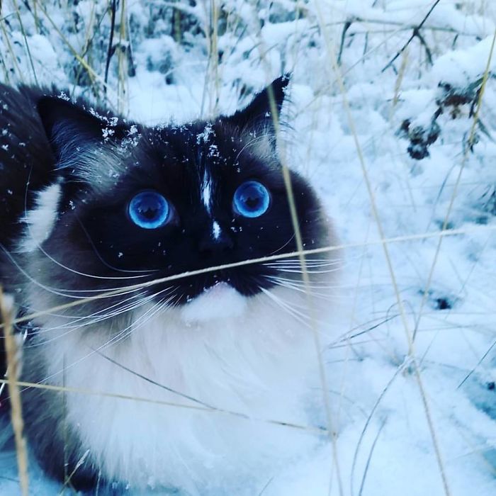 Our Cat Experiencing The First Snow Of The Year!