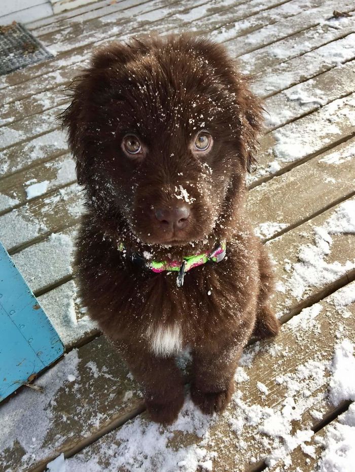 Baby Newfies First Snow Day