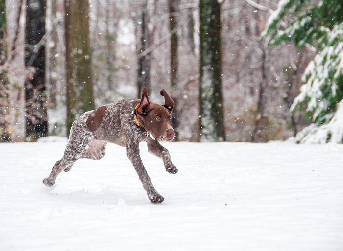 Piper Galloping In The Snow For The First Time