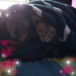 denisenwilsonn6 avatar