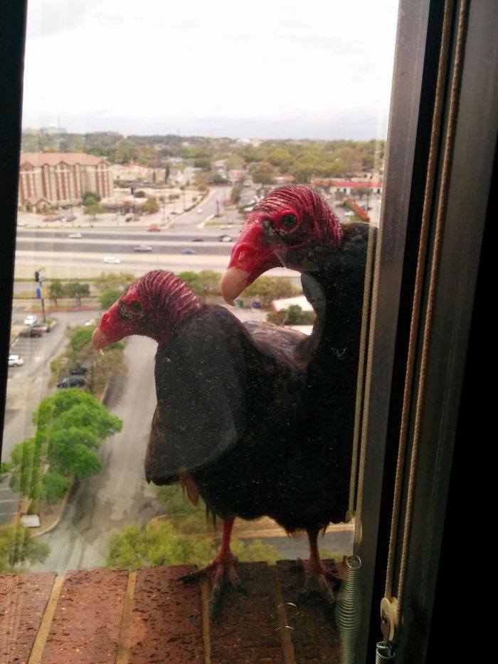 I Used To Work In A 10 Story Building And These Were My Daily Visitors