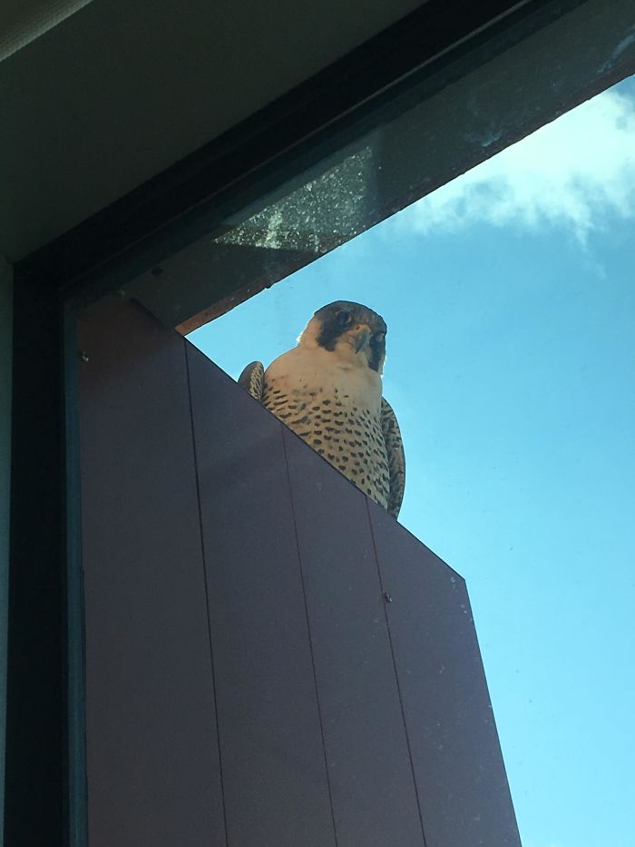 I Too Have A Feathered Friend Who Hangs Out By My Window