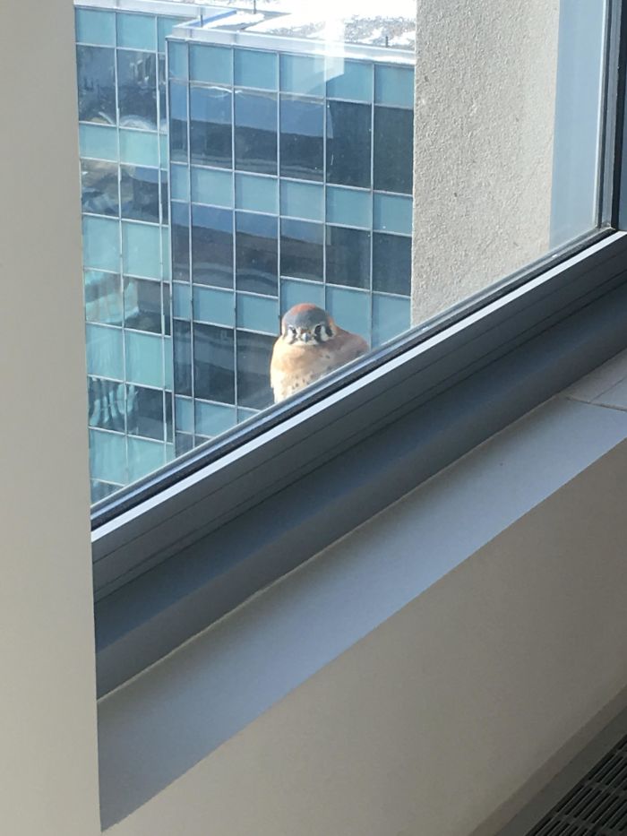 On The 35th Floor Of A Building In Chicago, This Little Chunk Stops By To Watch Us Make Coffee