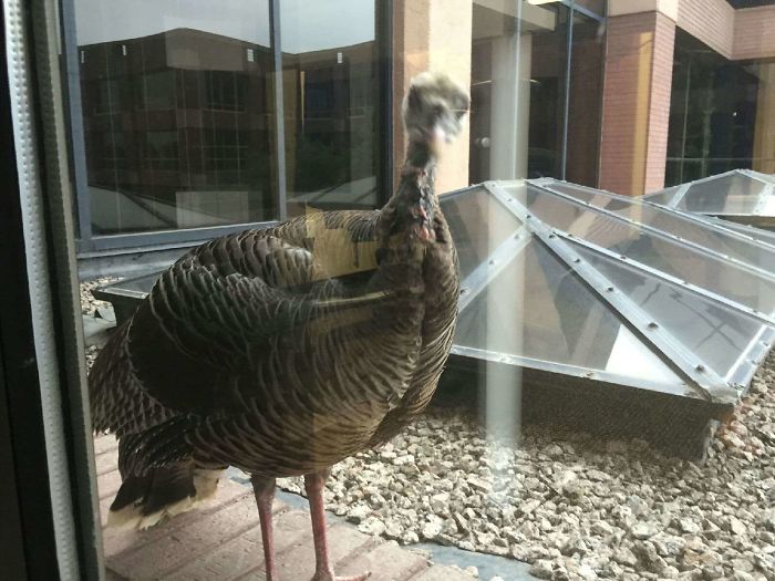 I Also Have A Friend At My (4th Floor) Window - What A Turkey