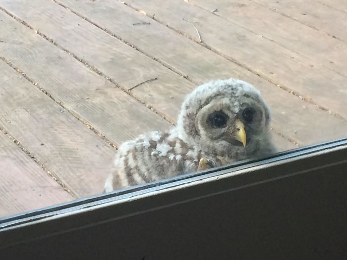 A Baby Feathered Visitor Says Hello!