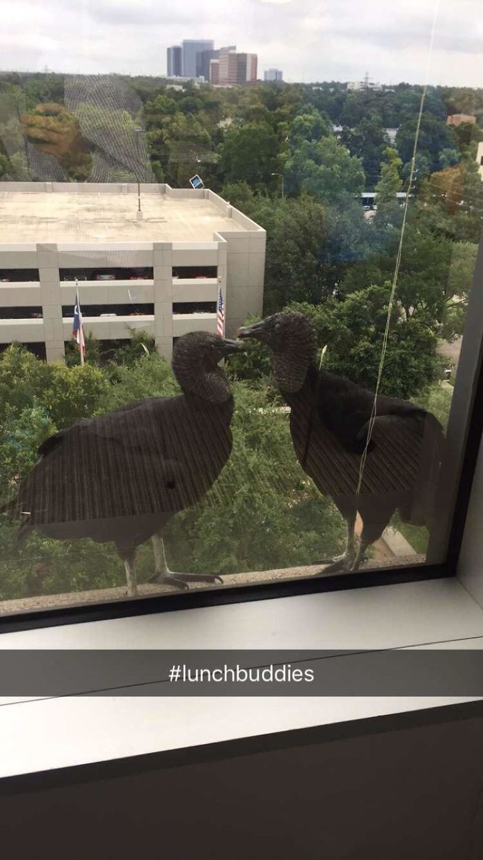 Seems Everyone Has Been Visited By Majestic Birds At Work. Meanwhile My Office Is Attracting These Guys... Actually That Makes Sense
