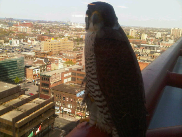 I Too Have A Workplace Falcon