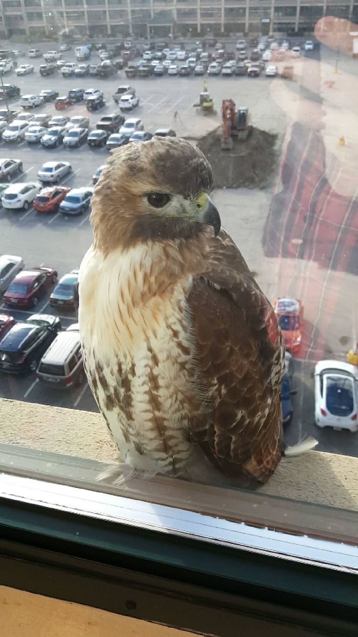 I Work On The 5th Floor And I Have A Visitor, Too