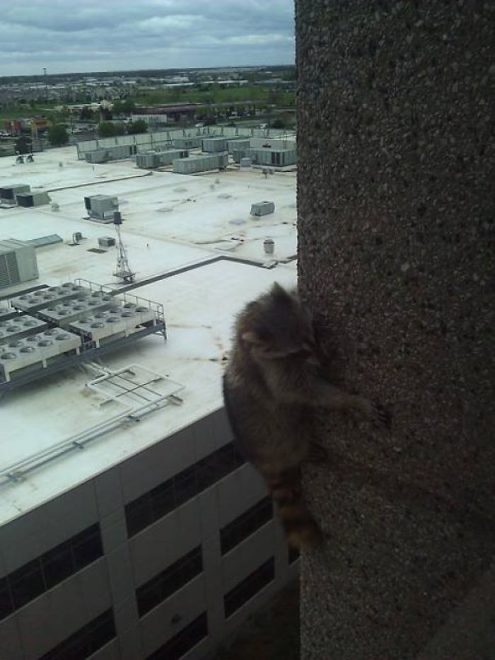 I See Your High Rise Birds! I Raise You A High Rise Racoon!