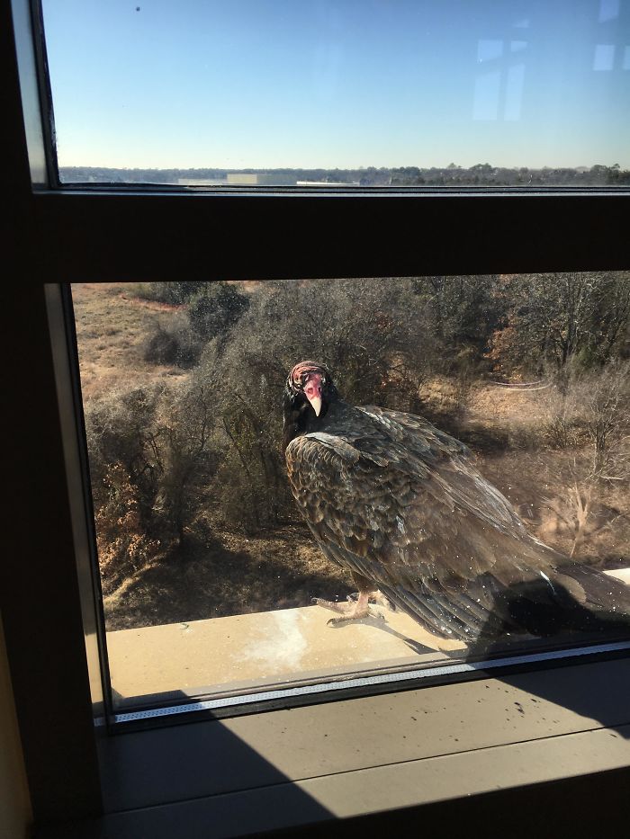 I Have More Of A Feathered Acquaintance Outside My Window