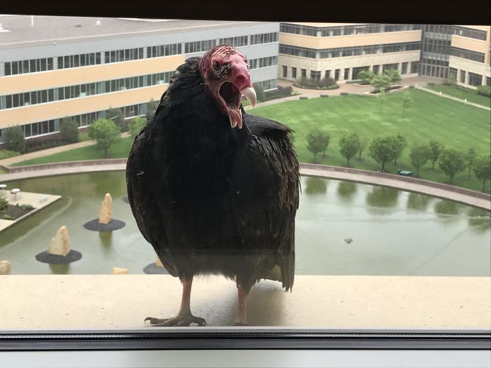 I Also Have A Feathered Acquaintance That Visits My 7th Floor Window
