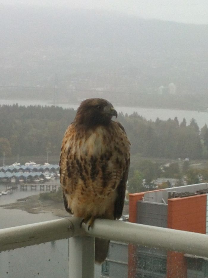 My Feathery Friend Comes And Joins Me On The 34th Floor!