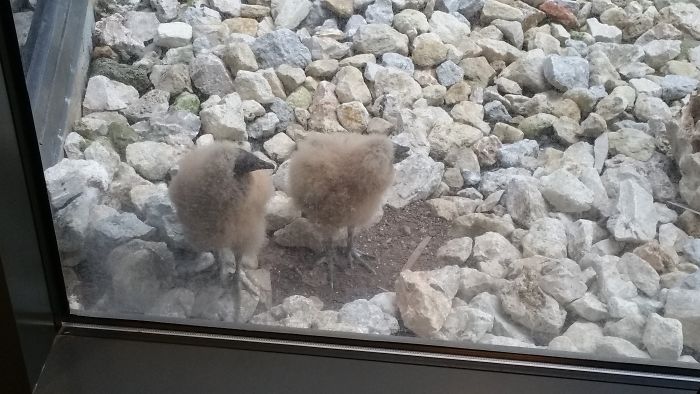 I Don't Have Office Hawks. But What About Baby Office Buzzards? Can We Do Those?