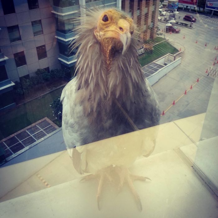 So This Bird Is Sitting On My Window Panel At Work Right Now