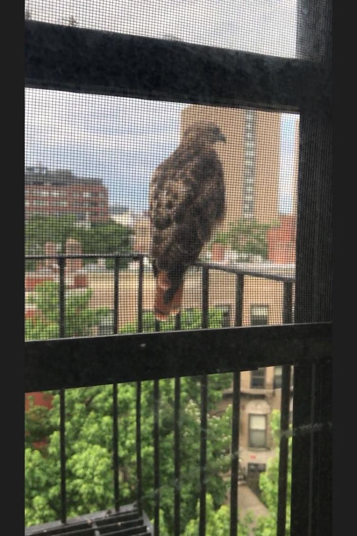 This Feathery Friend Would Hang Out On My Fifth Floor Bedroom Fire Escape
