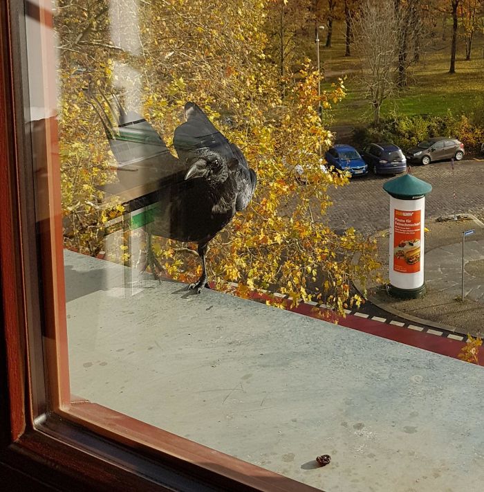 News From Basil. My Inofficial Office Crow