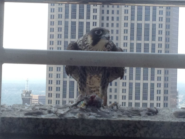 This Guy Landed Outside My Office Window And Brought Lunch. Awesome