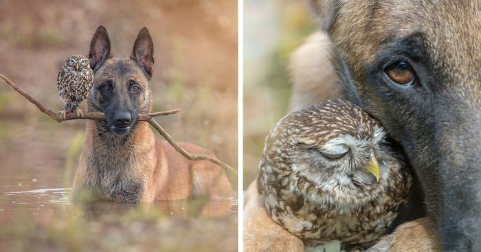These 50 Photos Of Ingo The Dog And His Owl Friends Is The Only Thing You Need To See Today