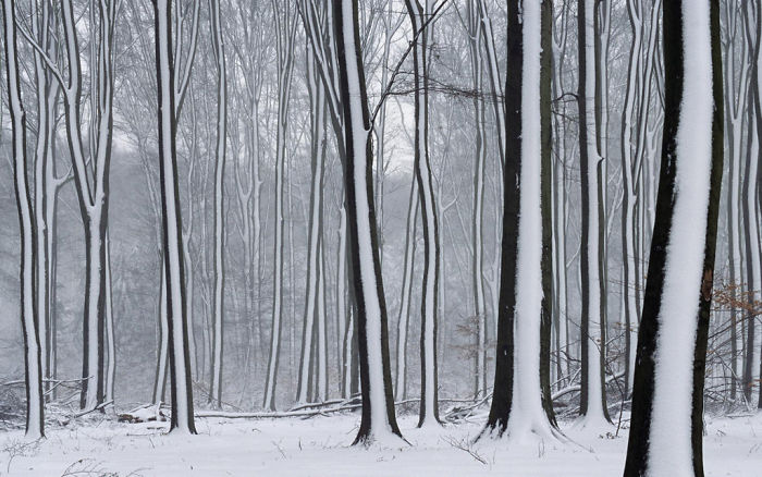 Snow Striped Forest