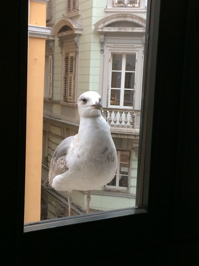 A Curious Young Seagull