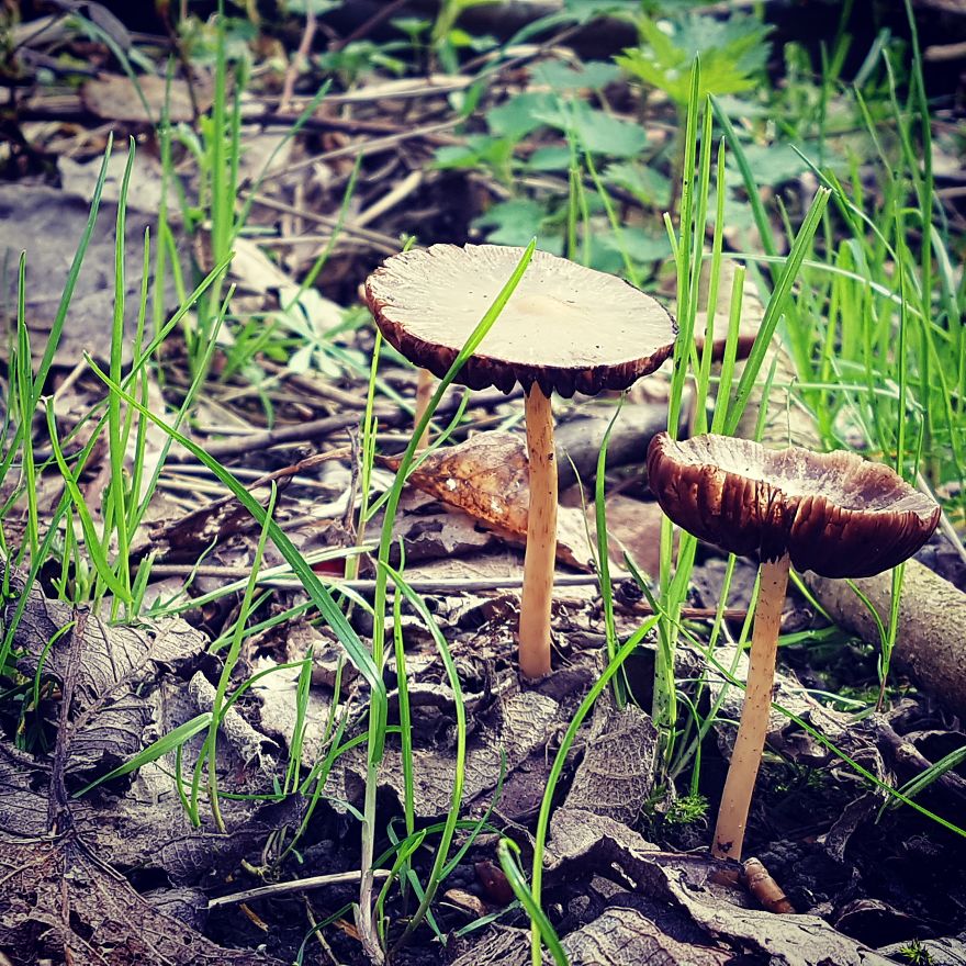A Day In The Forest.
