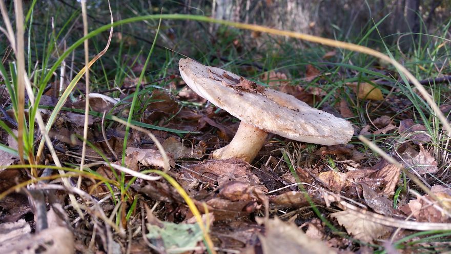 A Day In The Forest.