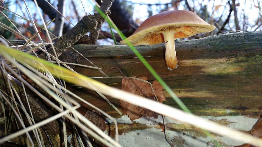 A Day In The Forest.