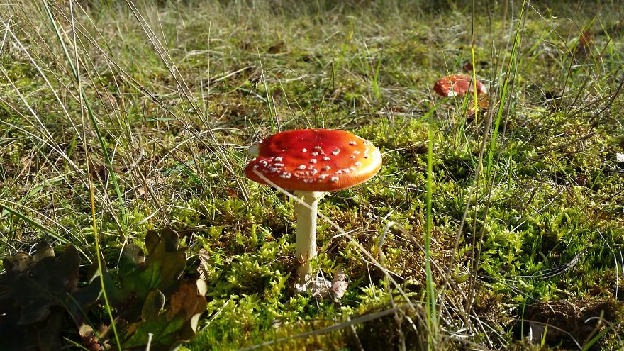 A Day In The Forest.
