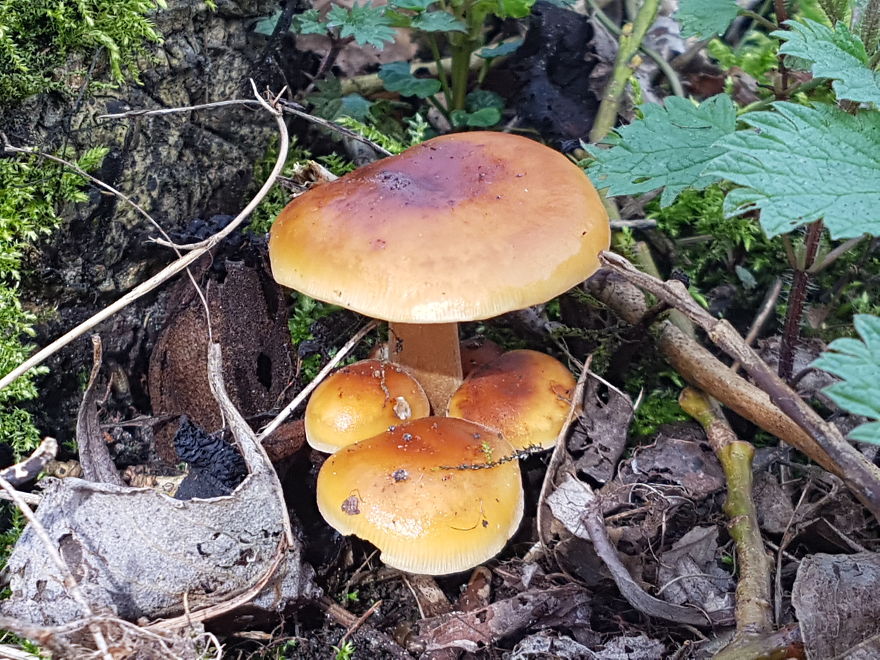 A Day In The Forest.