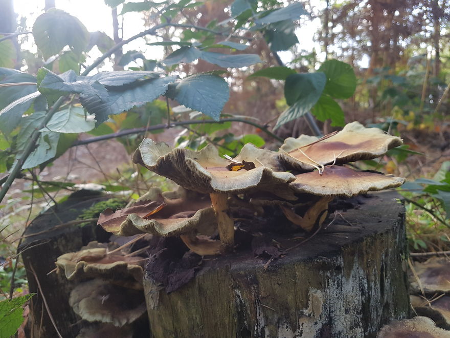 A Day In The Forest.