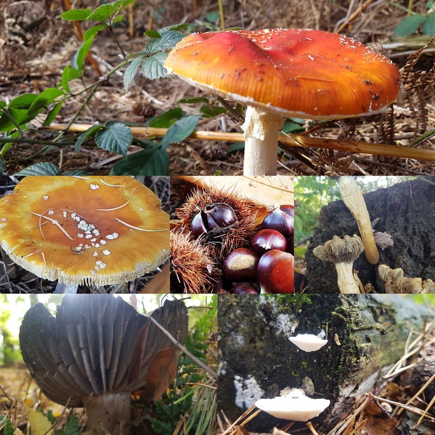 A Day In The Forest.