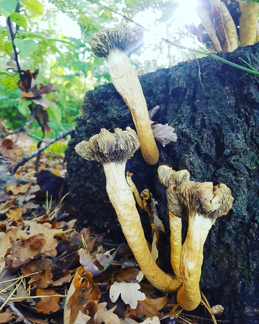 A Day In The Forest.