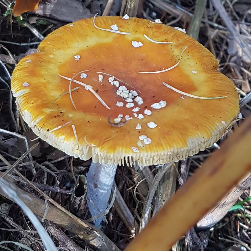 A Day In The Forest.