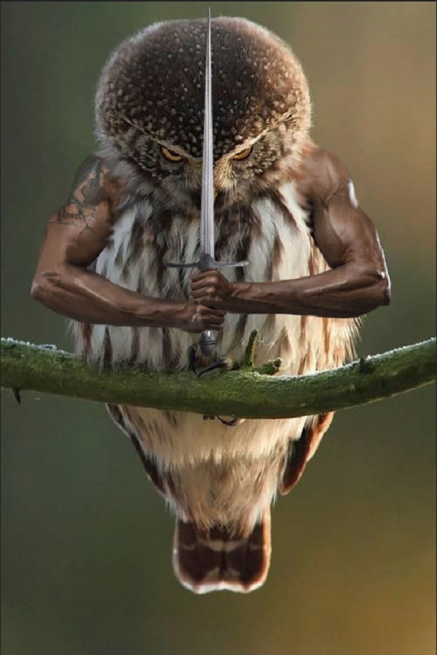 Birds With Arms-The Internet Puts Arms In Birds And The Result Is Impossible Not To Laugh