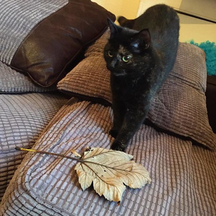 Cat Figures Out Owner Does Not Enjoy Her Live Gifts, Starts Bringing Giant Leaves Every Morning