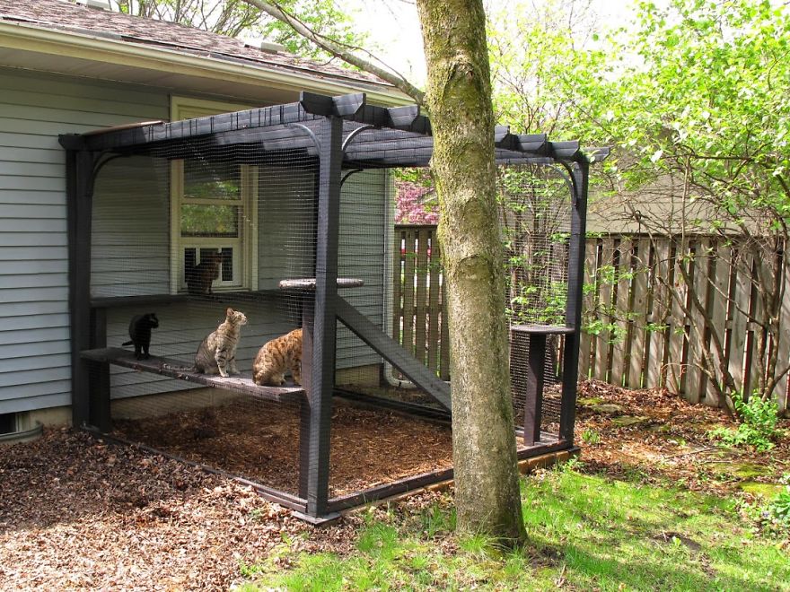 We Built A Beautiful Garden Catio For Our Formerly-Blind Bengal