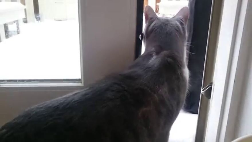 Cat Is All Of Us In Winter