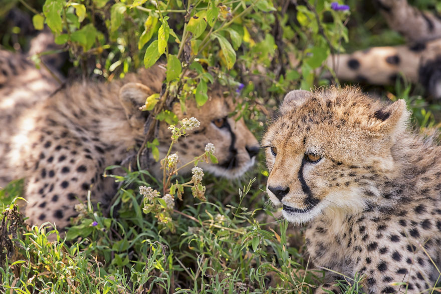We Spent A Day Photographing Baby Cheetahs
