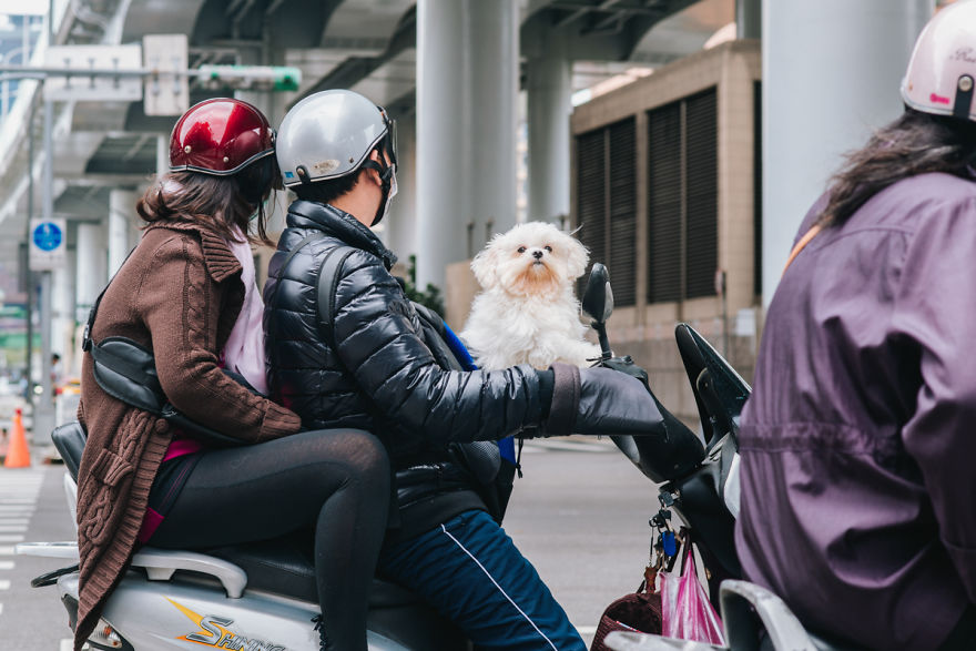 Dogs On Scooters