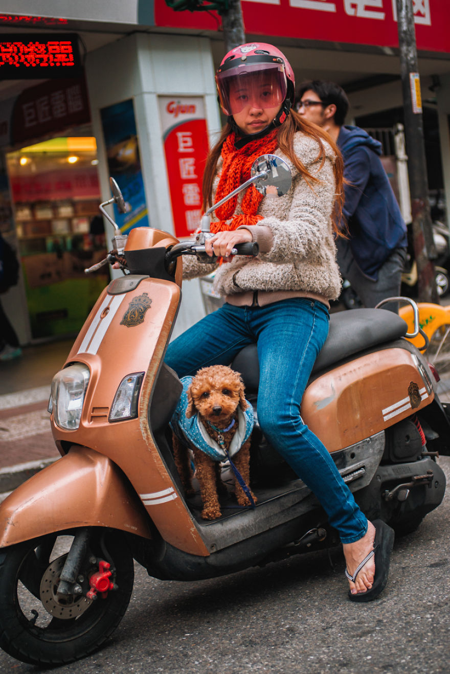 Dogs On Scooters