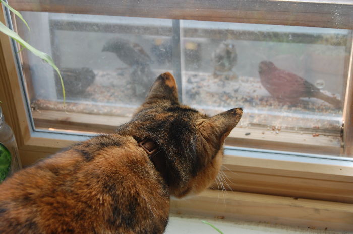Daisy Supervises The Birds At The Second Floor Feeder