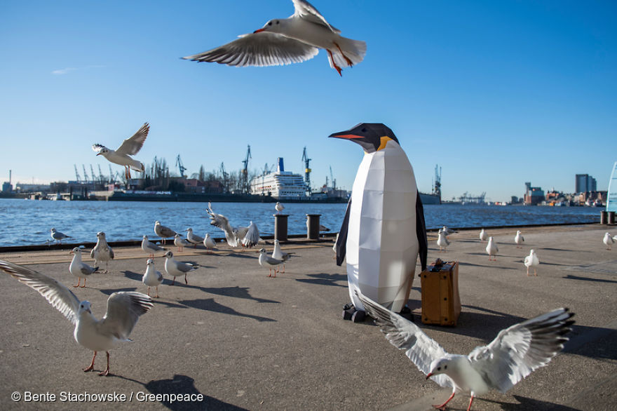 Paper Penguins Pop Up Around World To Share Urgent Message About Their Home
